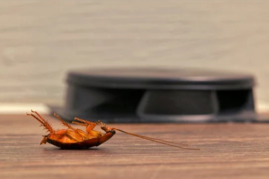 лувушка для тараканов