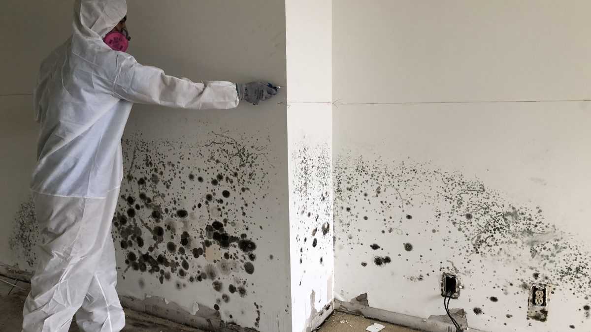 Процесс нанесения специального раствора на стену, пораженную плесенью